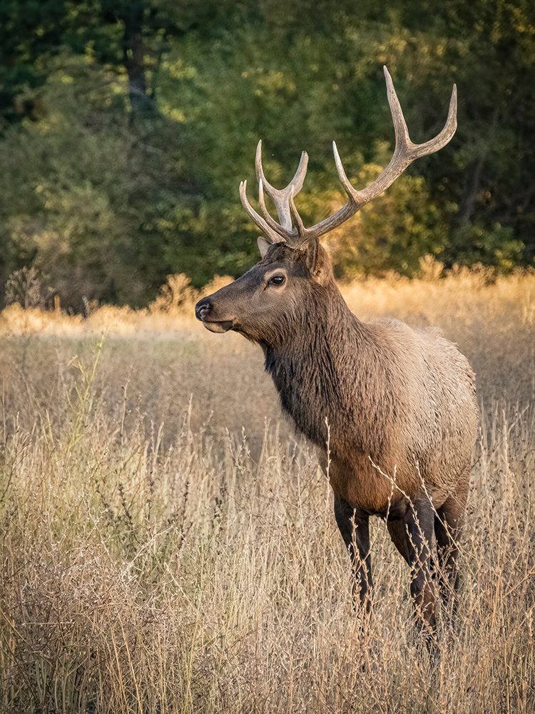 Usa-Washington State-Roslyn. Bull Roosevelt Elk in grass